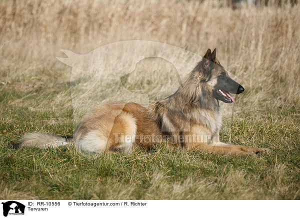 Tervueren / Tervuren / RR-10556