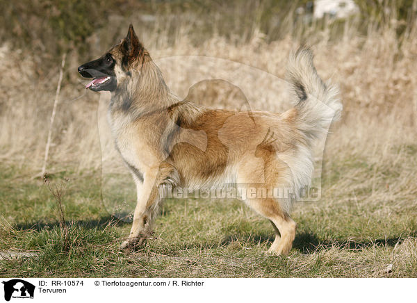 Tervueren / Tervuren / RR-10574