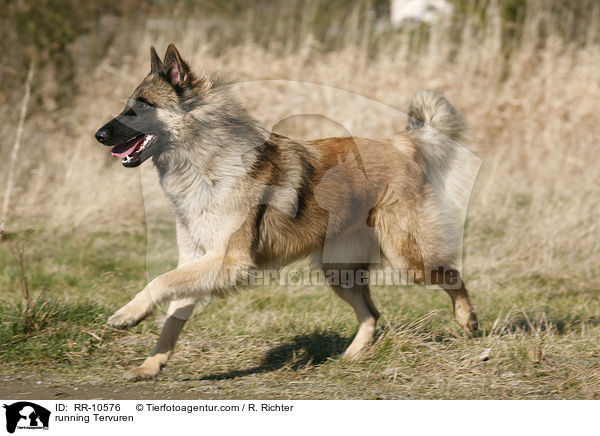 rennender Tervueren / running Tervuren / RR-10576