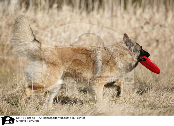running Tervuren / RR-10578