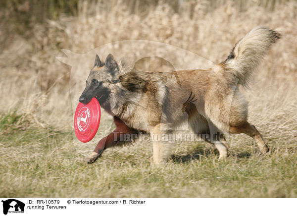 running Tervuren / RR-10579
