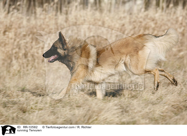 rennender Tervueren / running Tervuren / RR-10582