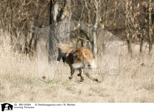 rennender Tervueren / running Tervuren / RR-10584