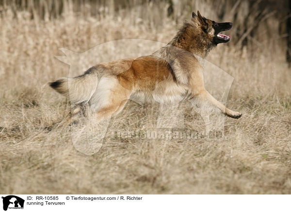 rennender Tervueren / running Tervuren / RR-10585
