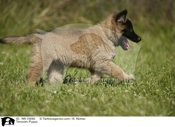 Tervueren Welpe / Tervuren Puppy / RR-15690