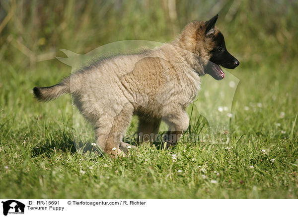 Tervueren Welpe / Tervuren Puppy / RR-15691