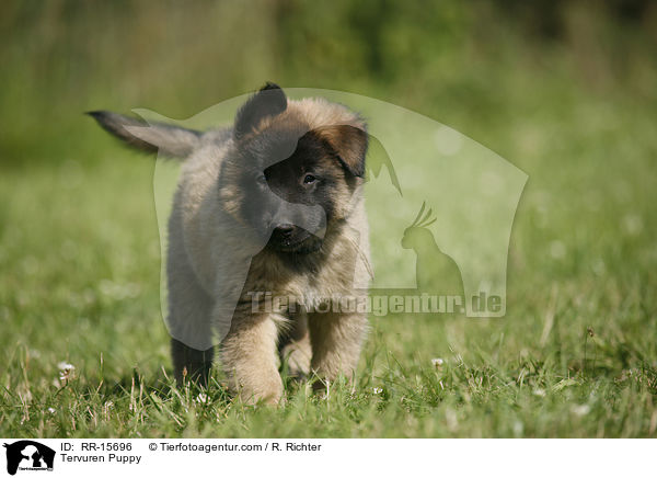 Tervueren Welpe / Tervuren Puppy / RR-15696
