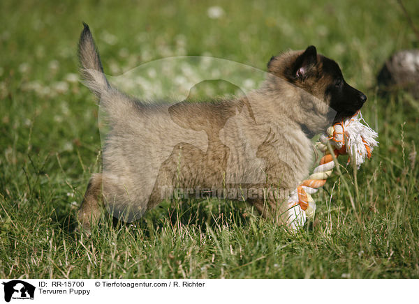 Tervueren Welpe / Tervuren Puppy / RR-15700