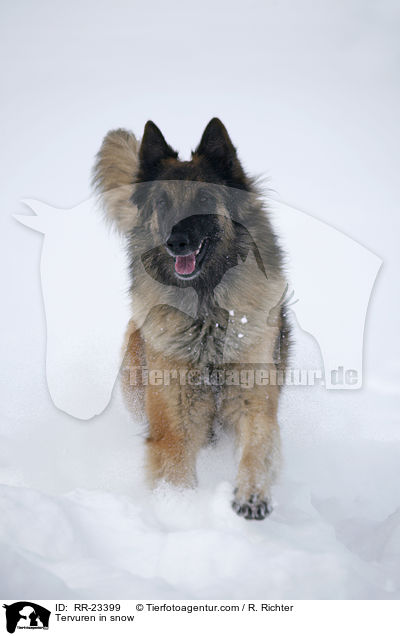 Tervueren im Schnee / Tervuren in snow / RR-23399