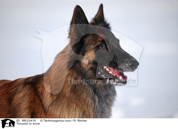 Tervueren im Schnee / Tervuren in snow / RR-23419
