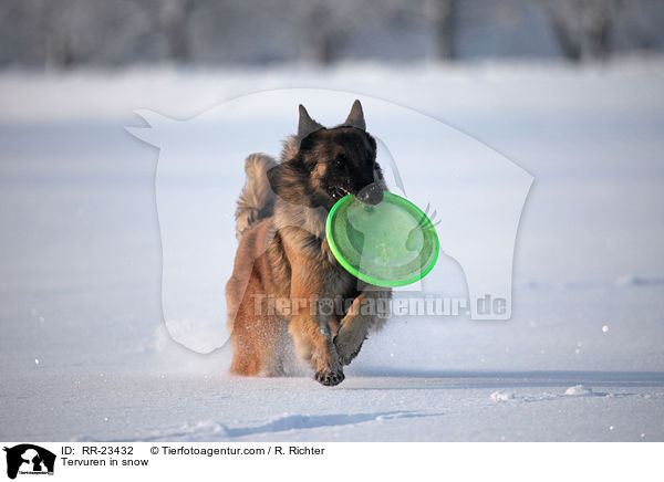 Tervuren in snow / RR-23432