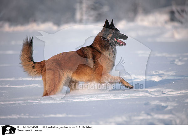 Tervueren im Schnee / Tervuren in snow / RR-23459
