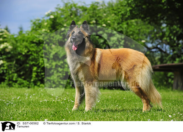 Tervueren / Tervuren / SST-06562