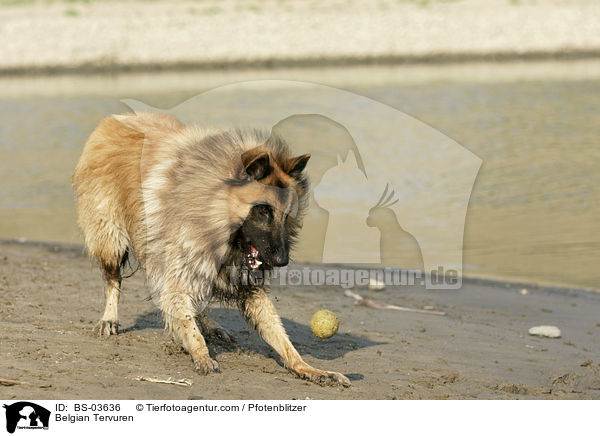 Tervueren / Belgian Tervuren / BS-03636