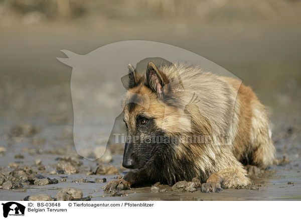 Tervueren / Belgian Tervuren / BS-03648