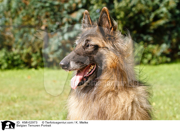 Tervueren Portrait / Belgian Tervuren Portrait / KMI-02973