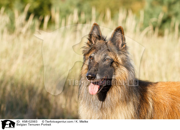 Tervueren Portrait / Belgian Tervuren Portrait / KMI-02983