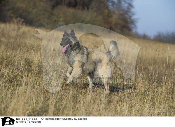 rennender Tervueren / running Tervueren / SST-11783