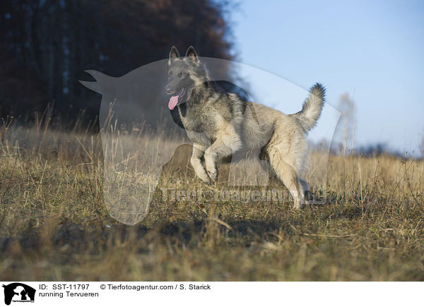 rennender Tervueren / running Tervueren / SST-11797