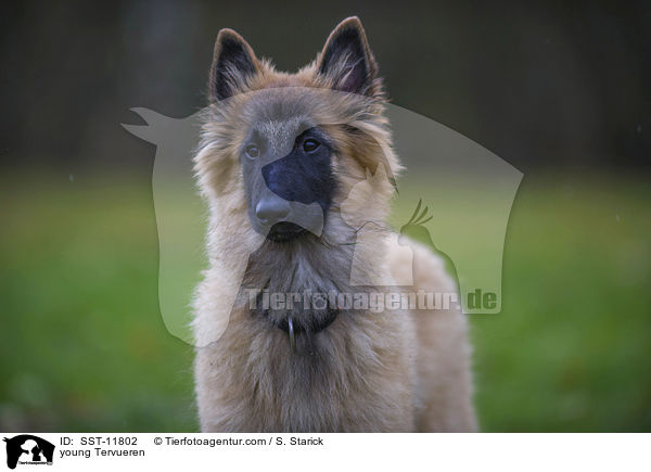 junger Tervueren / young Tervueren / SST-11802