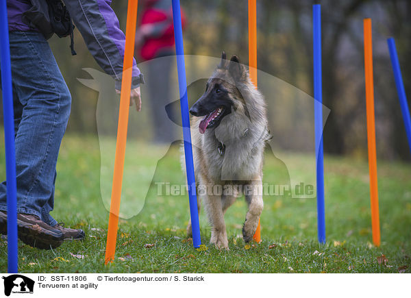 Tervueren beim Agility / Tervueren at agility / SST-11806