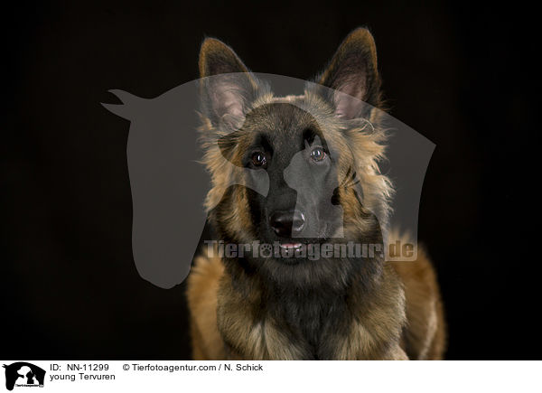junger Tervueren / young Tervuren / NN-11299