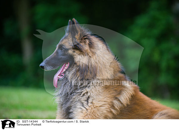 Tervueren Portrait / Tervueren Portrait / SST-14344