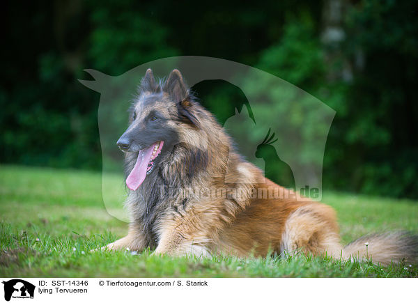 liegender Tervueren / lying Tervueren / SST-14346