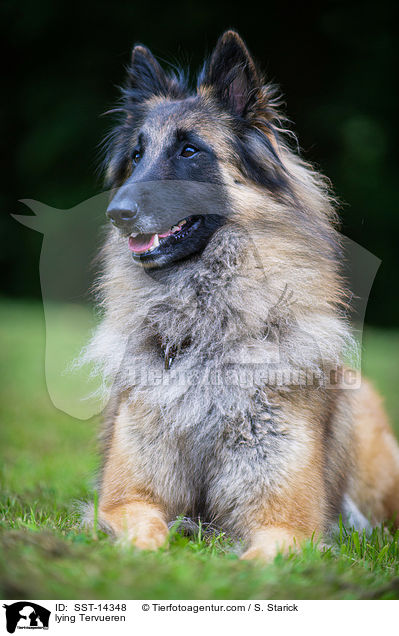 liegender Tervueren / lying Tervueren / SST-14348