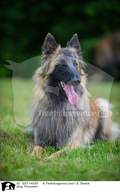 liegender Tervueren / lying Tervueren / SST-14355