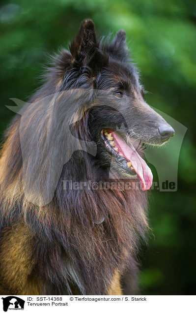 Tervueren Portrait / Tervueren Portrait / SST-14368
