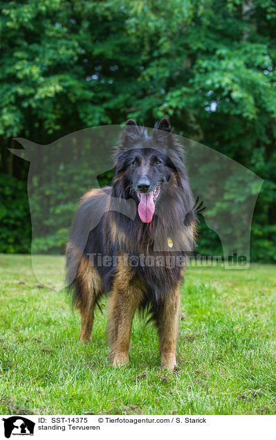 stehender Tervueren / standing Tervueren / SST-14375