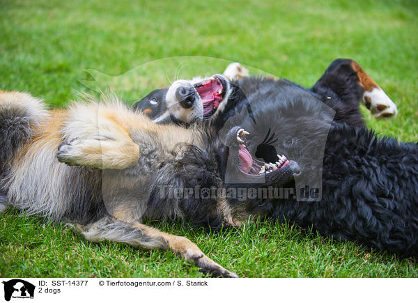 2 dogs / SST-14377
