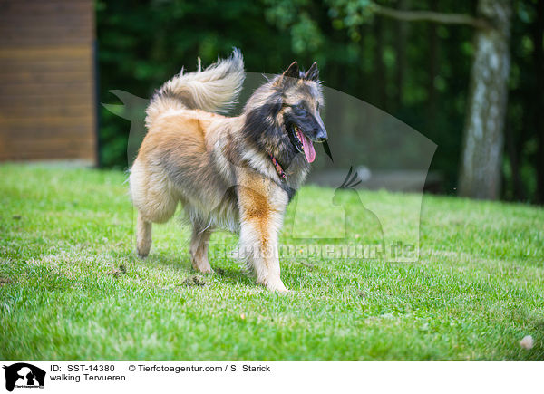 laufender Tervueren / walking Tervueren / SST-14380