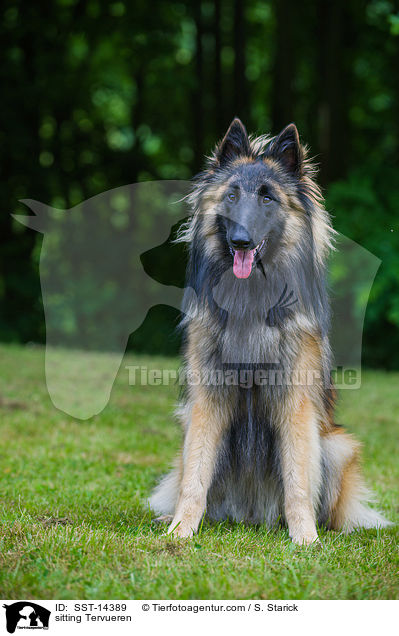 sitzender Tervueren / sitting Tervueren / SST-14389