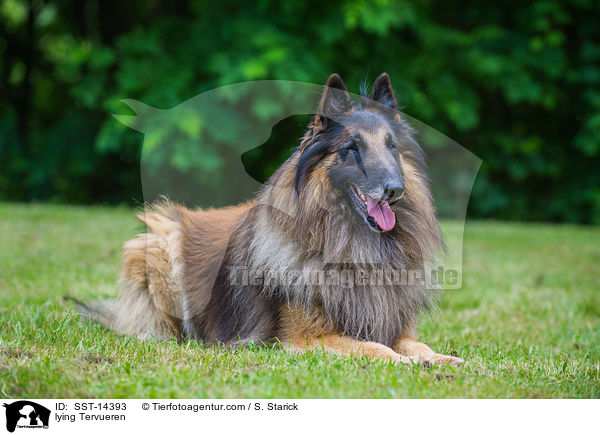 liegender Tervueren / lying Tervueren / SST-14393