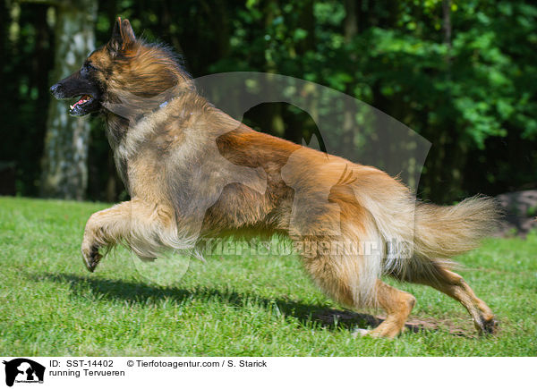 rennender Tervueren / running Tervueren / SST-14402
