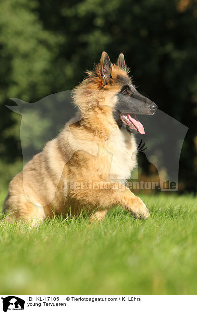 junger Tervueren / young Tervueren / KL-17105