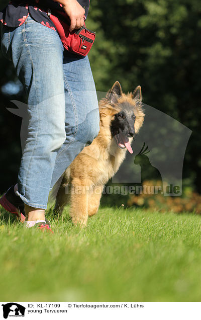 junger Tervueren / young Tervueren / KL-17109