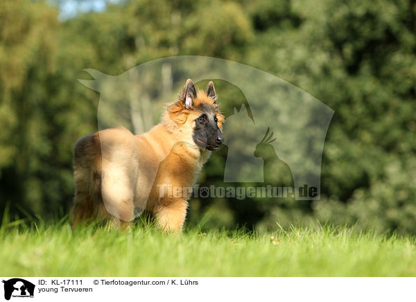 junger Tervueren / young Tervueren / KL-17111