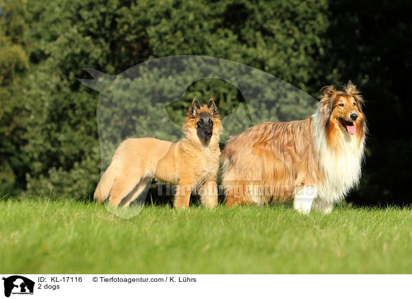 2 dogs / KL-17116