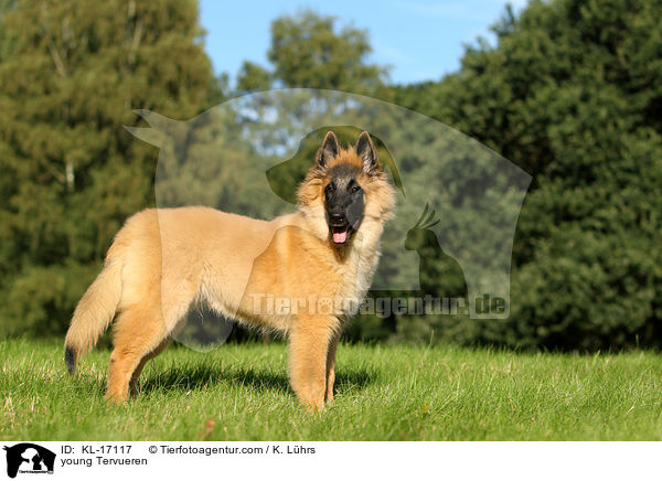 junger Tervueren / young Tervueren / KL-17117