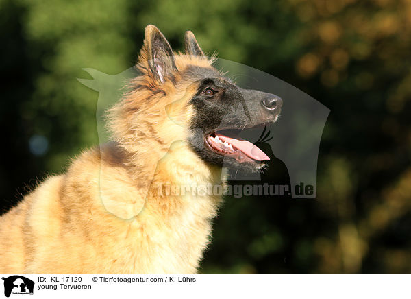 junger Tervueren / young Tervueren / KL-17120