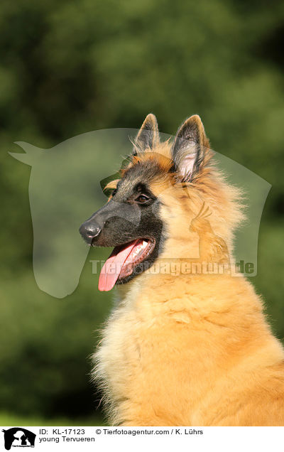 junger Tervueren / young Tervueren / KL-17123