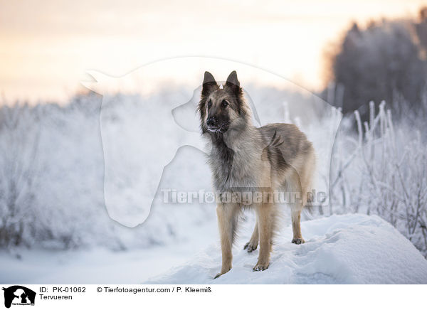 Tervueren / Tervueren / PK-01062