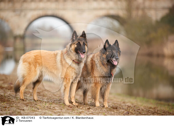 2 Tervueren / 2 Tervueren / KB-07043