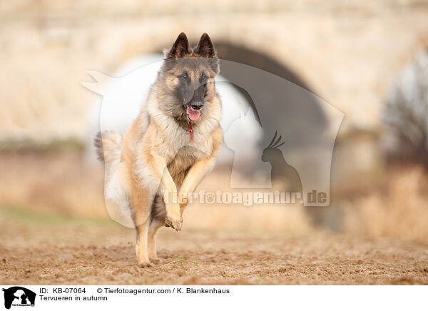 Tervueren im Herbst / Tervueren in autumn / KB-07064