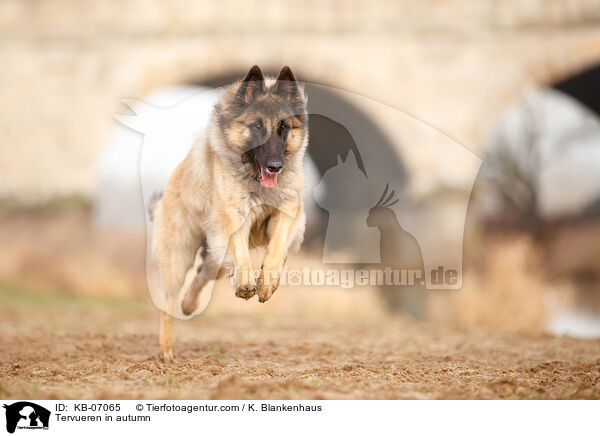 Tervueren im Herbst / Tervueren in autumn / KB-07065