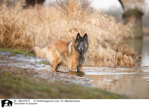Tervueren im Herbst / Tervueren in autumn / KB-07072
