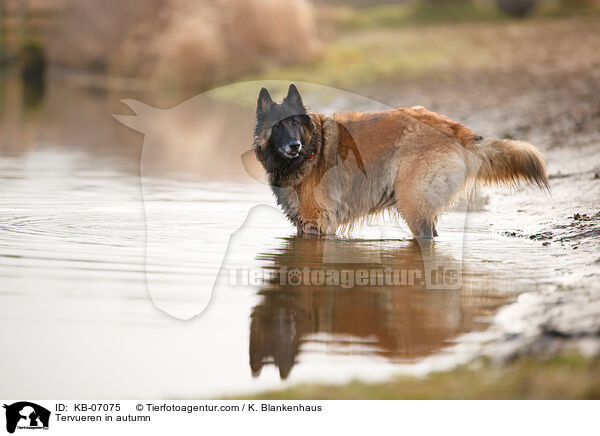 Tervueren im Herbst / Tervueren in autumn / KB-07075